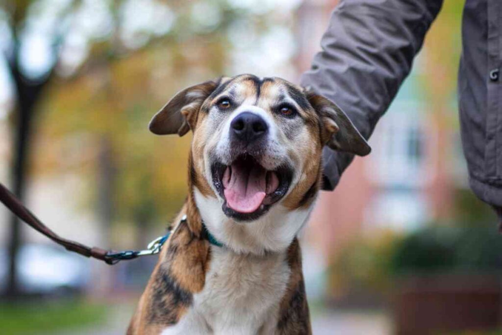 anxiété aboiement chien