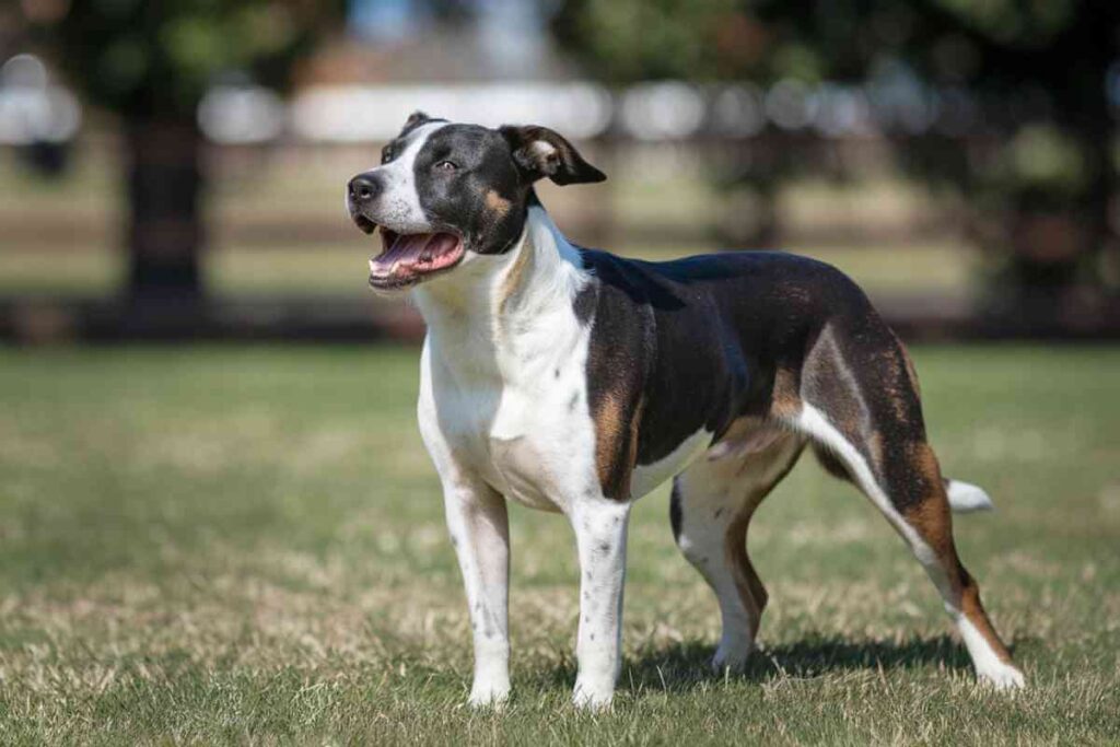 déclencheurs aboiement chien