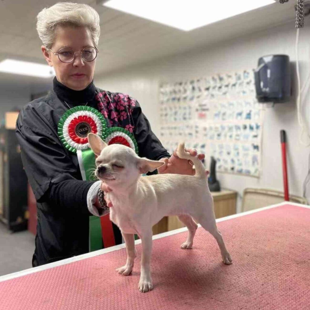 Gabrielle Vigneron, toiletteuse normande, en plein travail dans son salon de toilettage, bichonnant un chien après avoir surmonté un cancer du côlon.