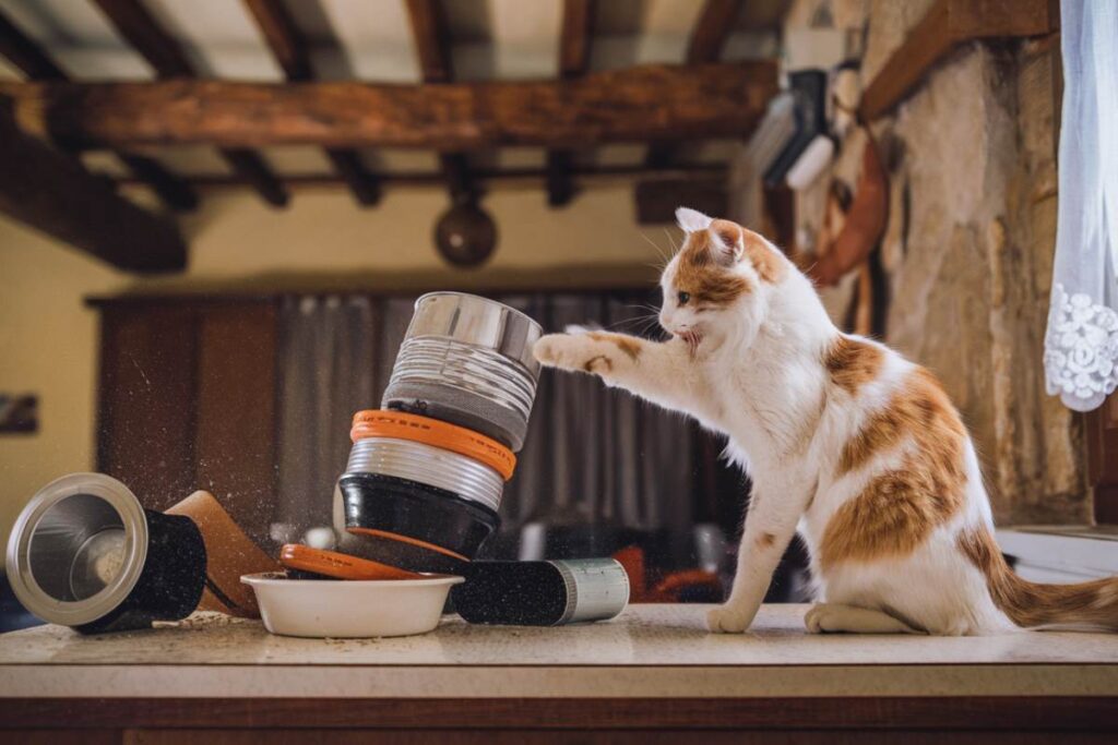 votre chat fait-il tomber vos objets ?