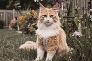 100 000 chats au cœur d’une étude ADN géante