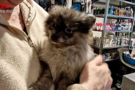 Un chaton tenu dans les bras d’une vendeuse en animalerie, entouré d’étagères remplies de produits pour animaux. L’image illustre la vente illégale d’animaux en magasin malgré l’interdiction en vigueur.