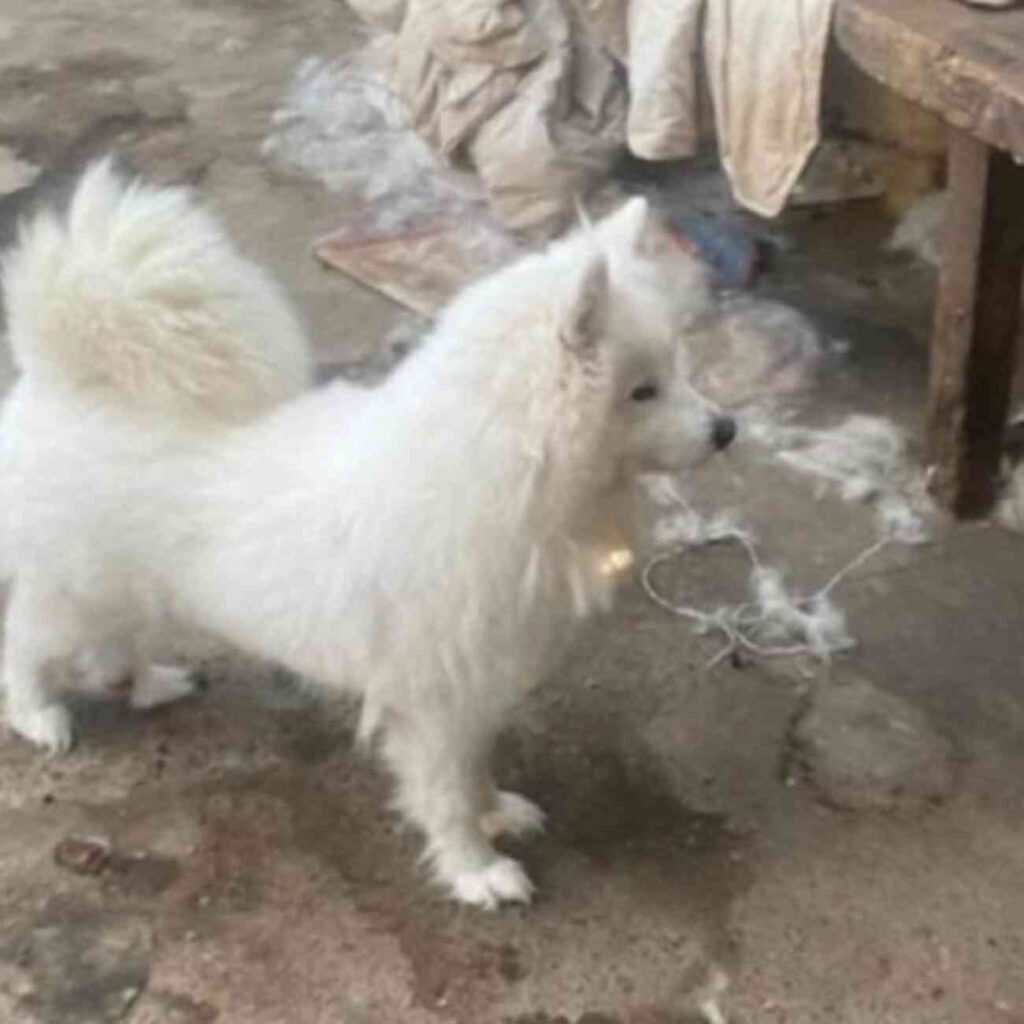 Un spitz loup blanc debout sur un sol en pierre, regardant vers l’objectif. Ce chien fait partie des animaux concernés par la vente aux enchères annulée à Deauville.