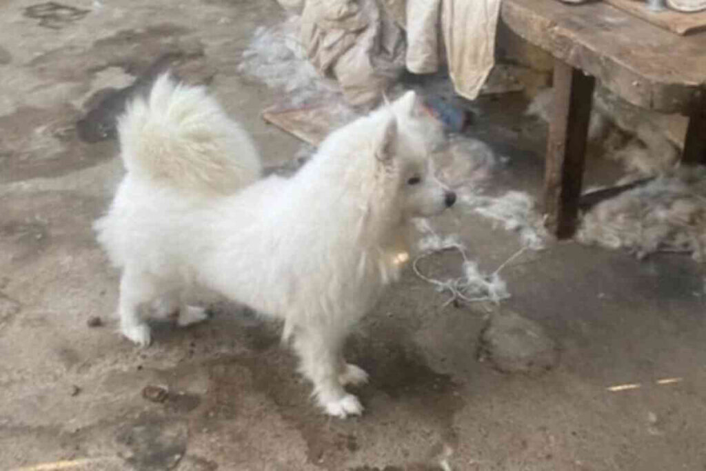 Un spitz loup blanc debout sur un sol en pierre, regardant vers l’objectif. Ce chien fait partie des animaux concernés par la vente aux enchères annulée à Deauville.