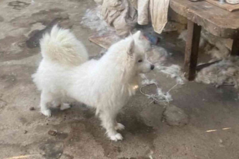 Calvados : Scandale autour d’une vente aux enchères de chiens annulée – Leur avenir inquiète toujours ! Un spitz loup blanc debout sur un sol en pierre, regardant vers l’objectif. Ce chien fait partie des animaux concernés par la vente aux enchères annulée à Deauville.