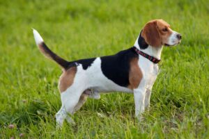 Ces chiens adorent les enfants les races les plus douces et patientes (vous allez craquer)