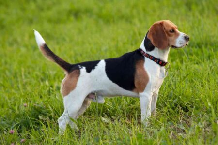 Ces chiens adorent les enfants les races les plus douces et patientes (vous allez craquer)
