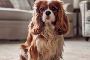 Chiens et enfants : les races les plus douces et affectueuses à adopter en famille