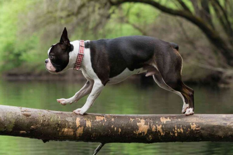 Chiens indépendants ces races qui supportent (vraiment) la solitude !