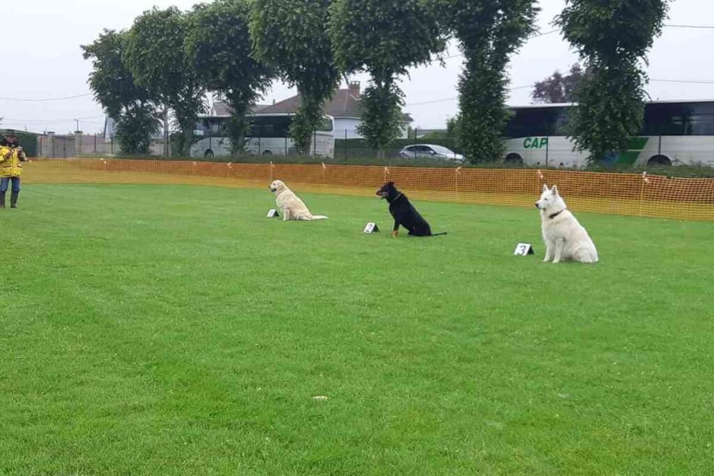 Chiens en pleine épreuve d'obéissance lors d'un concours à Plémet, Côtes-d'Armor. Ils exécutent des ordres sous la supervision de leurs maîtres dans un cadre verdoyant.