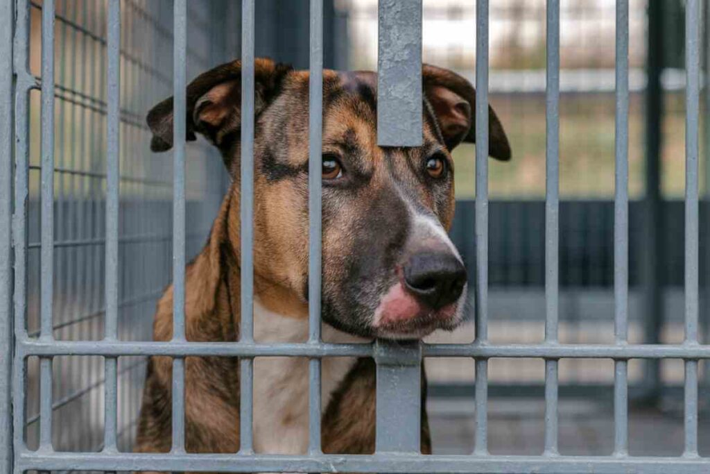 Un chien enfermé derrière les barreaux d’une cage, regardant à travers avec un air triste.