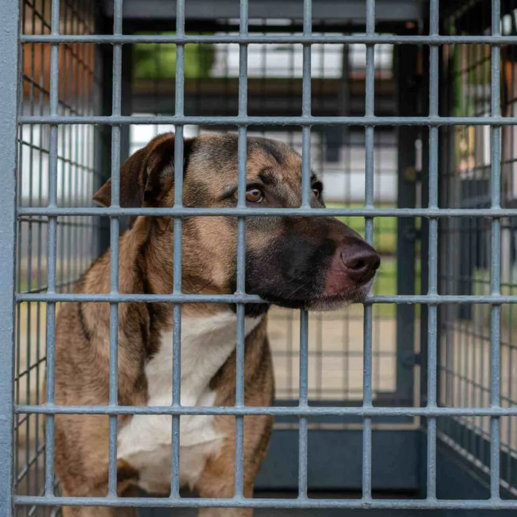 Un chien enfermé derrière les barreaux d’une cage, regardant dehors avec un air abattu.