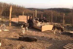 Un enclos avec plusieurs chiens de travail dressés pour la médiation animale et le bien-être, dans un cadre naturel à Villefranche-d'Astarac.