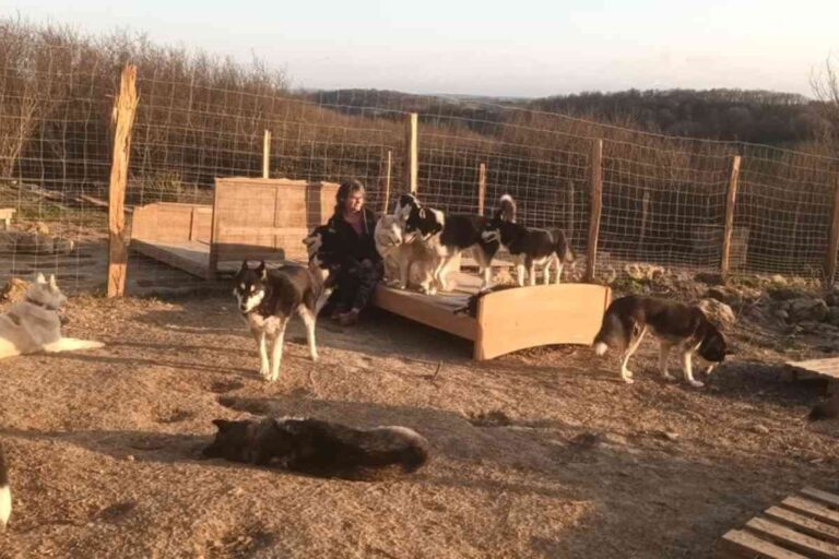 Un enclos avec plusieurs chiens de travail dressés pour la médiation animale et le bien-être, dans un cadre naturel à Villefranche-d'Astarac.