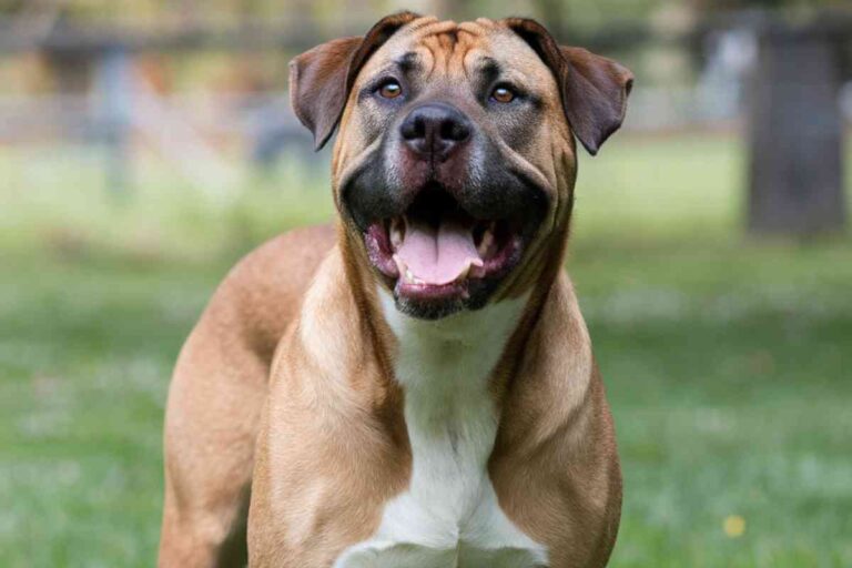 Erreurs aboiement chien : 10 pièges à éviter absolument ! Erreurs aboiement chien