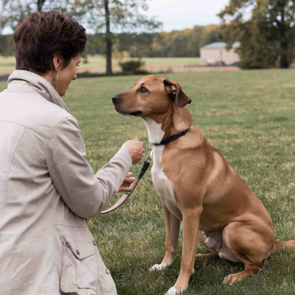 Erreurs aboiement chien