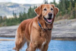 Golden Retriever
