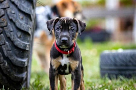 Un chiot malinois au regard triste, attaché en extérieur, illustrant la maltraitance animale et le drame survenu en Bourgogne.