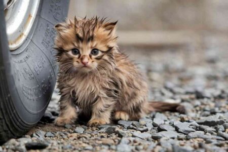 Chaton errant seul et trempé, blotti contre une roue de voiture, symbole de la misère des chats abandonnés dans les rues de France.