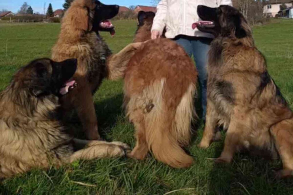 Une famille entourée de plusieurs chiens de race Leonberg dans leur jardin, illustrant leur quotidien avec ces imposants compagnons à quatre pattes.