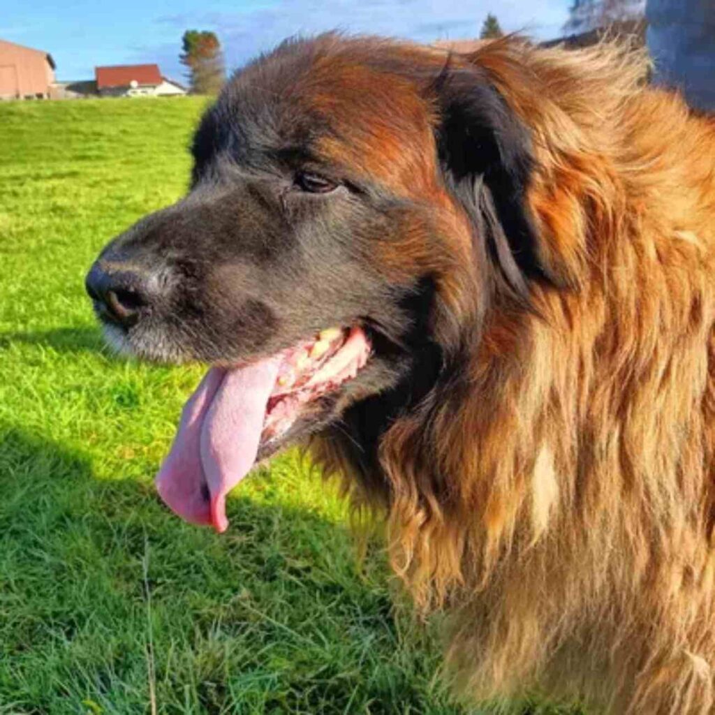 Un chien de race Leonberg avec un pelage épais et soyeux, debout dans un champ verdoyant, observant son environnement avec douceur.