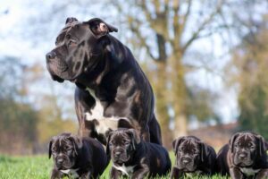 Chiens de race Cane Corso rassemblés dans un élevage en extérieur – illustration pour un article sur la condamnation d’une éleveuse à Abzac pour souffrance animale.