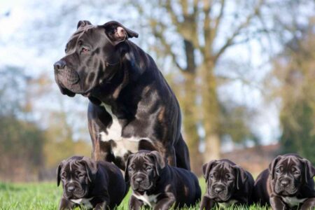 Chiens de race Cane Corso rassemblés dans un élevage en extérieur – illustration pour un article sur la condamnation d’une éleveuse à Abzac pour souffrance animale.
