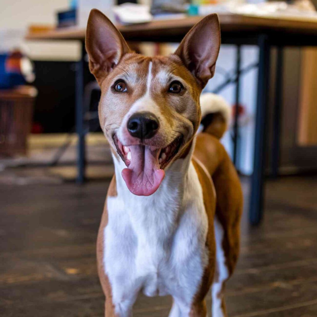 Les races de chiens parfaites pour un emploi du temps chargé