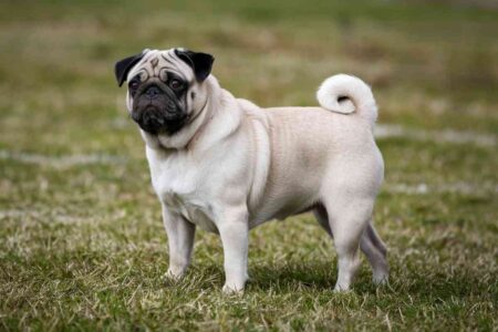 Petit budget, grand cœur : ces chiens parfaits pour une famille sans se ruiner