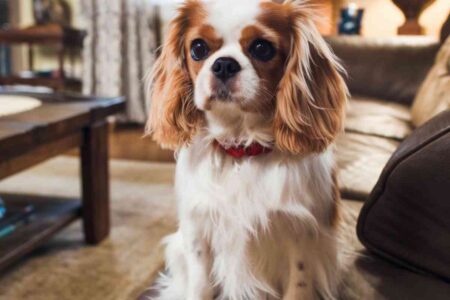 Chien et bébé : Ces races ultra douces… mais prêtes à tout pour protéger votre enfant
