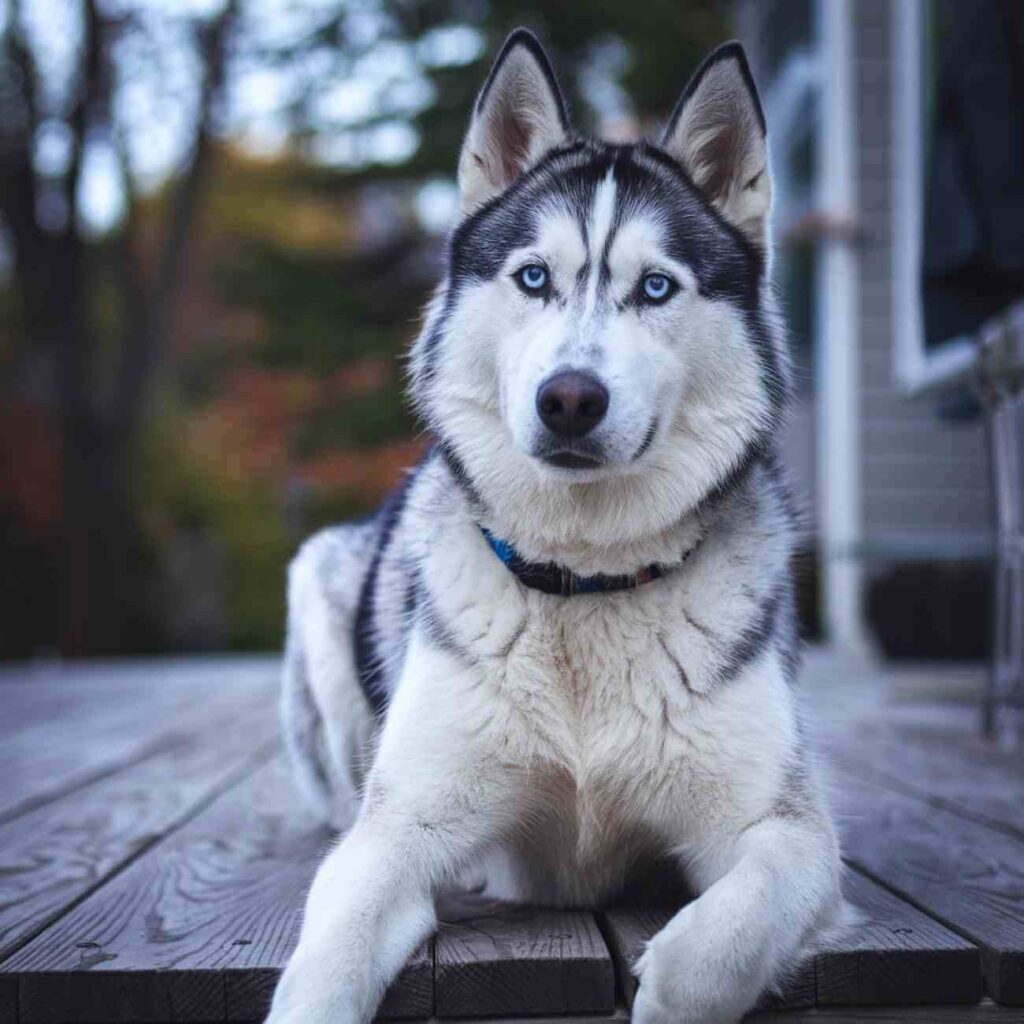 Les chiens les moins destructeurs quelles races éviter quand on manque de temps