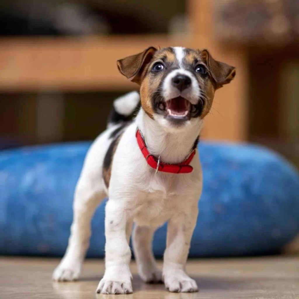 Les chiens les moins destructeurs quelles races éviter quand on manque de temps