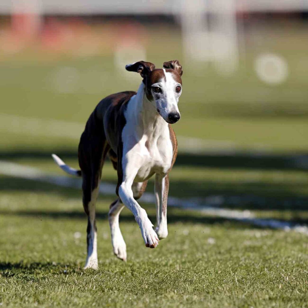 Chien et travail à domicile : les races les plus calmes pour un environnement serein