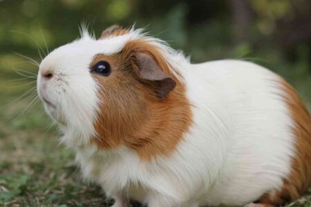 NACs : ces petits animaux parfaits pour les espaces réduits et les journées bien remplies