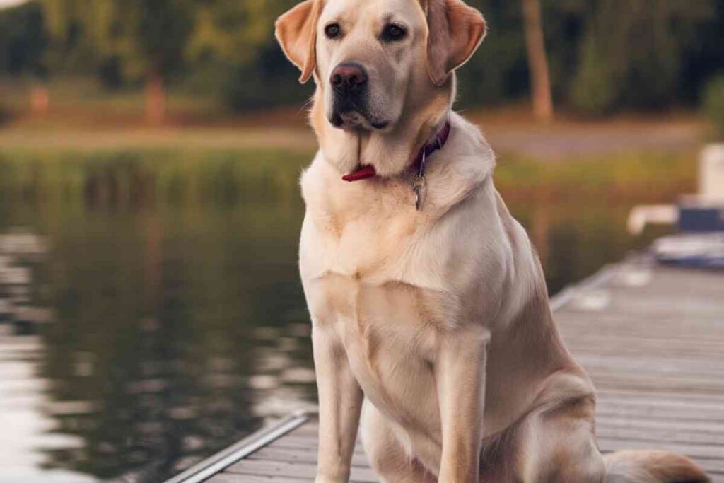 Un chien assis sur un ponton en bois au bord de l’eau, regardant au loin. Illustration du concours photo pour élire l’ambassadeur canin de la ville de Lens.