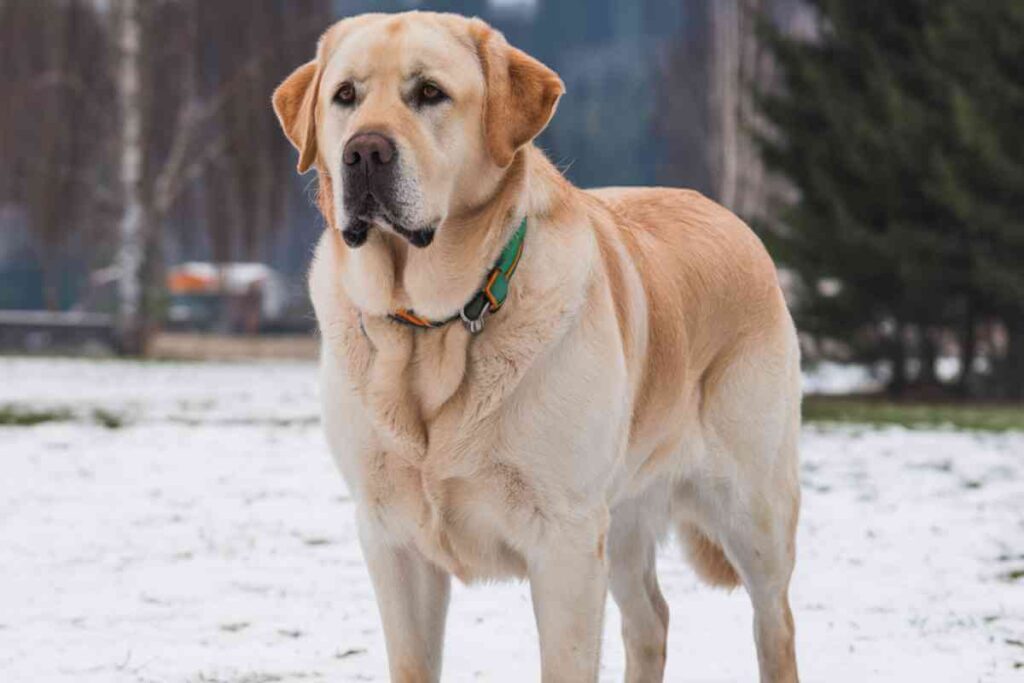 Les races de chiens idéales pour les seniors actifs ou sédentaires