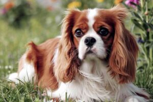 Petit chien ou grand chien ? Les races les plus adaptées aux travailleurs indépendants
