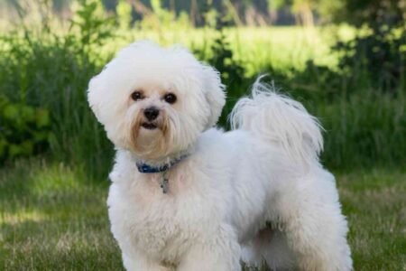 Petit espace et enfants : les races de chiens idéales pour la vie en appartement