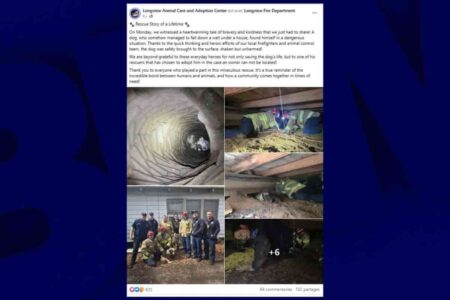 Un chien coincé dans un puits sous une maison au Texas, secouru après plusieurs jours grâce à une opération de sauvetage menée par des pompiers et des sauveteurs.