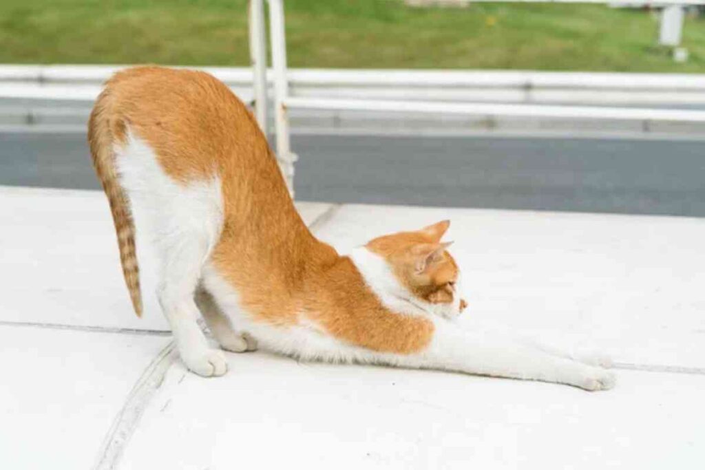 Un chat roux et blanc lève son postérieur en s'étirant sur une surface extérieure, illustrant un comportement typique des félins.