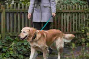 Promenade de votre chien les meilleurs services si vous manquez de temps