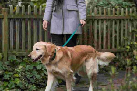 Promenade de votre chien les meilleurs services si vous manquez de temps