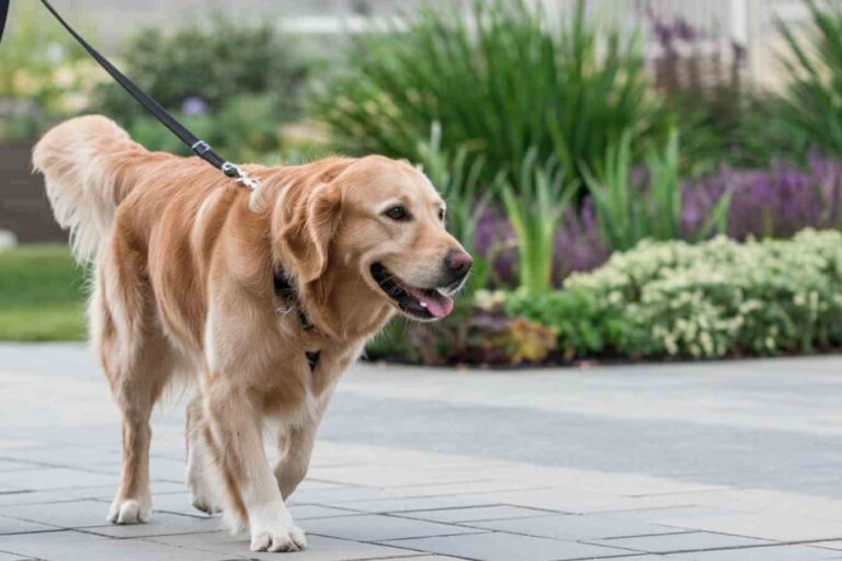 Un chien tenu en laisse par son propriétaire, symbole de la réglementation forestière au printemps