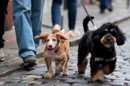 Deux chiens tenus en laisse marchant sur un trottoir pavé, illustrant l’obligation de tenir son chien en laisse à Quimper.