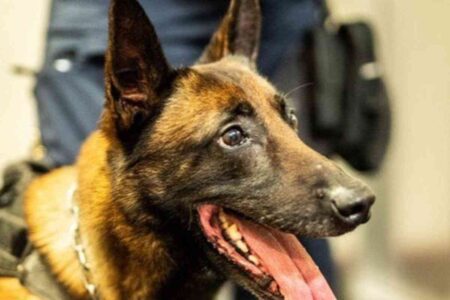 Un chien policier de la brigade cynophile, langue pendante, après une saisie record de drogues à Paris. Son flair a permis de découvrir un important stock de stupéfiants dans le 18ᵉ arrondissement.