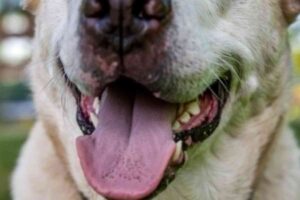 Un chien à la gueule ouverte, semblant calme, en gros plan – image d’illustration utilisée pour un article sur une attaque canine lors d’un trail à Saint-Juéry (Tarn), en mars 2025.