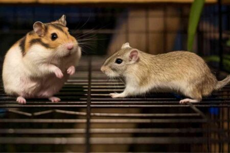 Travail de nuit : quel animal choisir pour un quotidien à contretemps ?