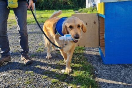 Chien d’assistance golden retriever courant dans la cour d’un collège, accompagné d’un adulte éducateur, lors d’un programme de réussite scolaire au Neubourg dans l’Eure