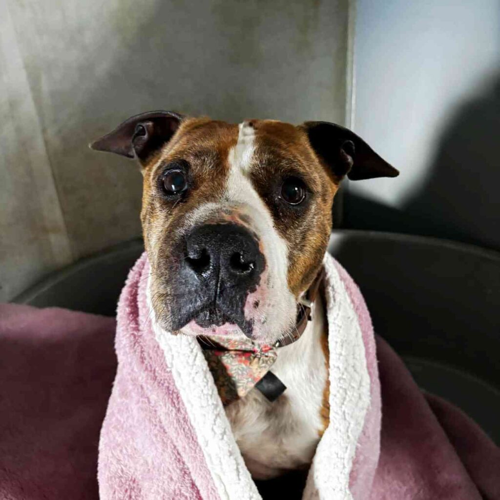 Jarou, un chien Staff au pelage blanc et marron, est enveloppé dans une couverture rose, assis dans une voiture avec un regard attendrissant.