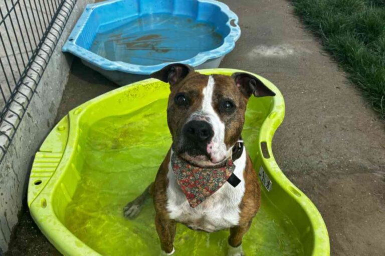 Un chien condamné par la loi et la maladie : L’appel bouleversant pour sauver Jarou, un Staff de 10 ans en quête d’une famille Un chien de type Staff blanc et marron assis dans un panier vert, regardant l’objectif avec un air attendrissant.